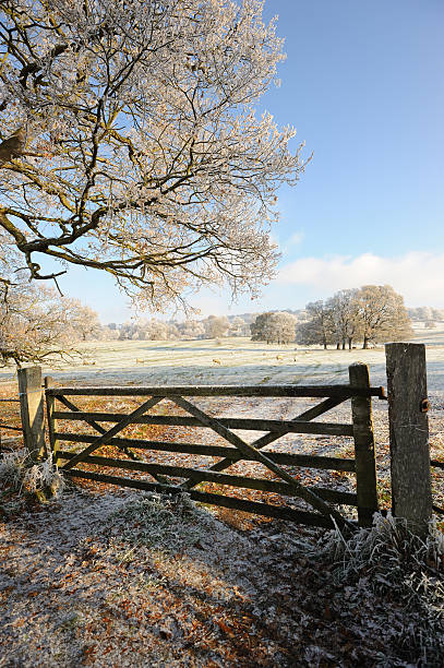 istock Sheep on a Frosty Field in the Cotswolds 183375234