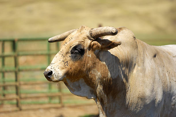 istock Close-up of Angry Rodeo Bull 183375355