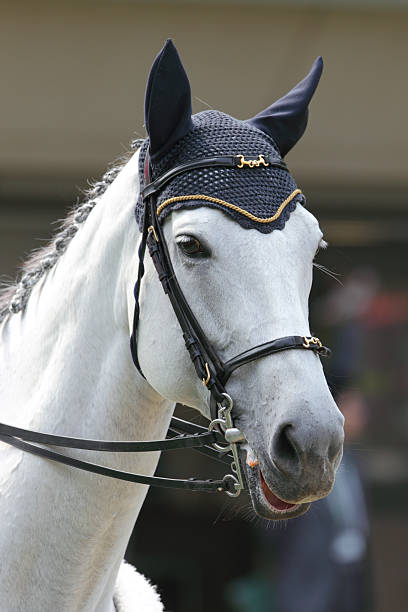 istock Horse head with Ear Plugs 183375627