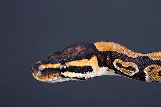 Ball Python Head Upclose 1,000+ Ball Python Close Up Stock Photos, Pictures & Royalty-Free ...