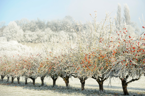 Apple trees in a Worcestershire orchard covered in a heavy frost deposited by freezing fog.