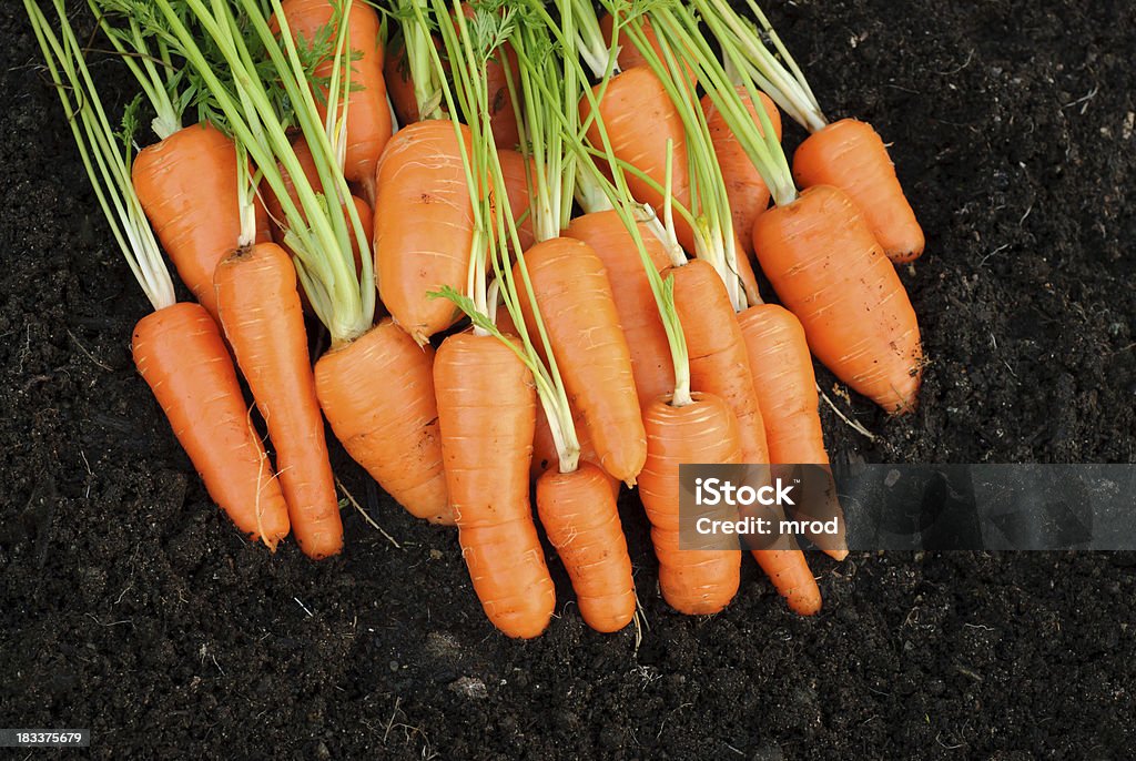 Bio Karotten - Lizenzfrei Blatt - Pflanzenbestandteile Stock-Foto