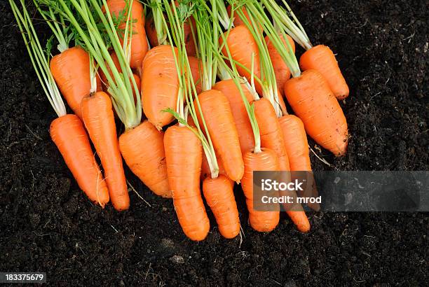 Bio Karotten Stockfoto und mehr Bilder von Blatt - Pflanzenbestandteile - Blatt - Pflanzenbestandteile, Bund, Eigen-Anbau