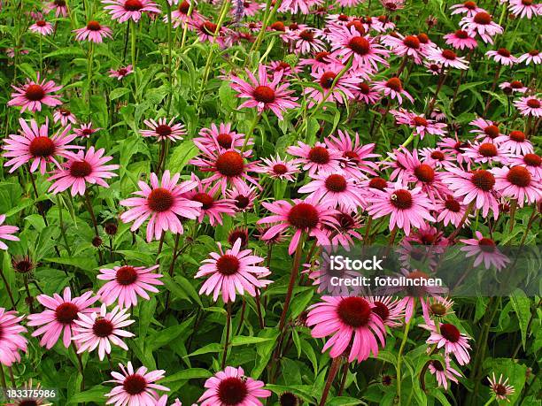 Sonnenhutpflanzengattung Purpurea Stockfoto und mehr Bilder von Alternative Medizin - Alternative Medizin, Blume, Blüte