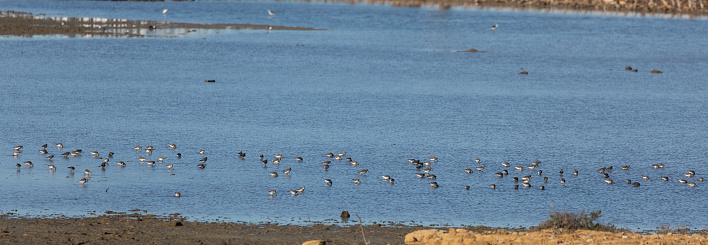 A flock of  Dunlin, Calidris alpina, in winter plumage, feeding in a pond in Marismas de Barbate, southen Andalucia, Spain. in the Parque Natural de la Breña y Marismas del Barbate, southern Andalucía, Spain.