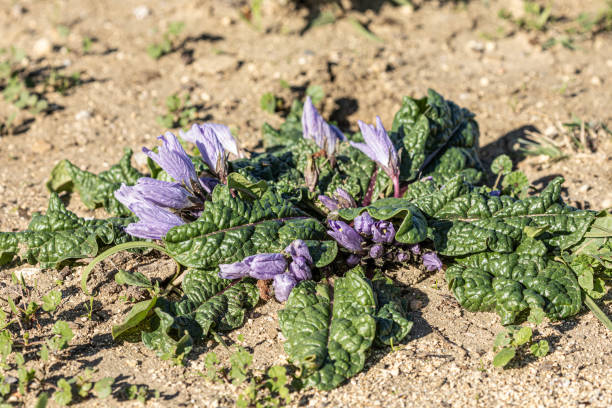 Wid Mandrake plant, Mandragora sp., Andalucia, Spain A wild Mandrake plant, Mandragora sp,. in the Marismas de Barbate, southen Andalucia, Spain. The taxonomy of this plant species is not settled with some people regarding it as Autumn Mandrake, Mandragora autumnalis, but others placing it as Mandragora officinarum. The Mandrake genus is part of the Nightshade family, Solanaceae. mandragora stock pictures, royalty-free photos & images