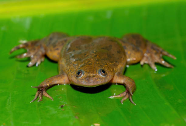 istock Common Platanna, also known as the African Clawed Frog (Xenopus laevis) 1833766921