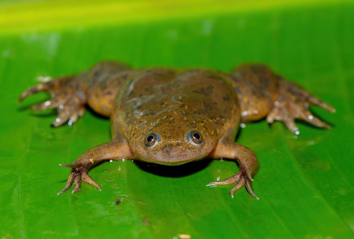 A cute Common Platanna, also known as the African Clawed Frog (Xenopus laevis) on a large green leaf