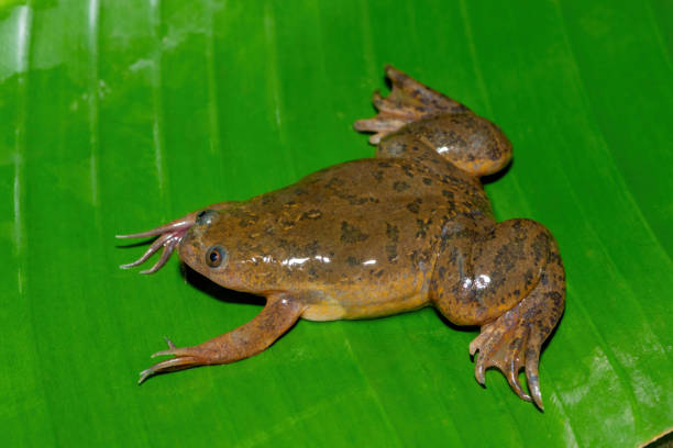 istock Common Platanna, also known as the African Clawed Frog (Xenopus laevis) 1833767235