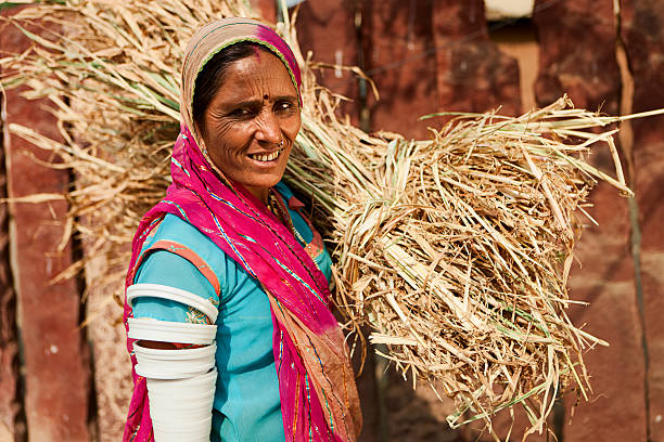 tribal rajastaní mujer recogida de grano. bishnoi village, india. - food desert day asia fotografías e imágenes de stock