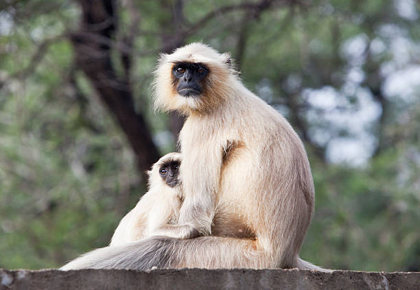 istock Blackfaced langur monkey with baby, Ranthambore, India. 183377388