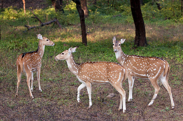 istock Spotted deer (chital,)  Rhantambore, India 183377391