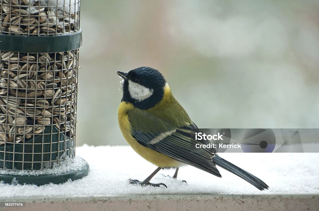 Wow und alle für mich. Geat Meise auf bird feeder - Lizenzfrei Schnee Stock-Foto