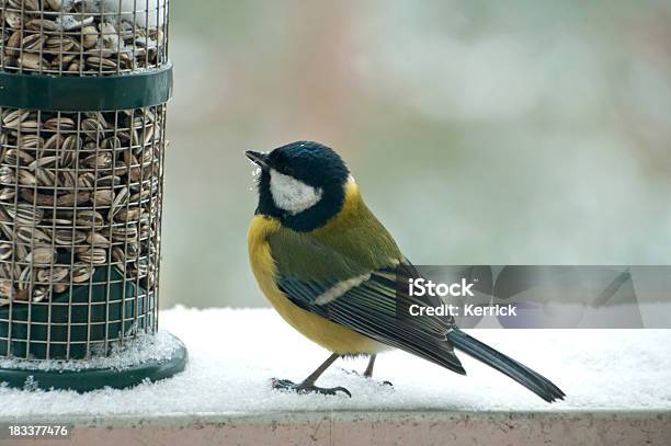 Wow Und Alle Für Mich Geat Meise Auf Bird Feeder Stockfoto und mehr Bilder von Schnee - Schnee, Vogelfutterspender, Einzelnes Tier