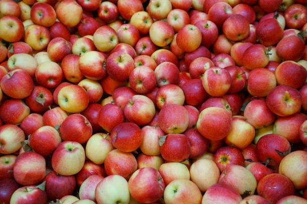 istock Fresh picked honey crispy apples as food background 1833774818