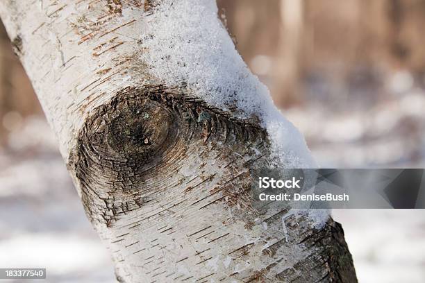 Birch Szczegóły Z Śniegu - zdjęcia stockowe i więcej obrazów Bez ludzi - Bez ludzi, Bliskie zbliżenie, Brzoza