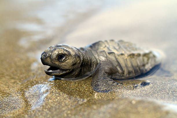 istock Baby Olive Ridley Sea Turtle 183377551