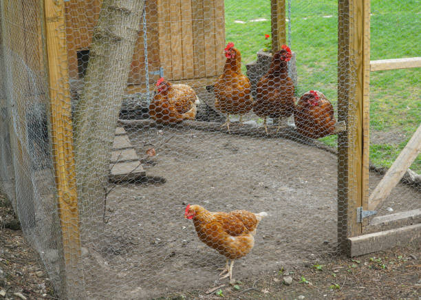 istock close up on chicken inside coop in back yard 1833777945