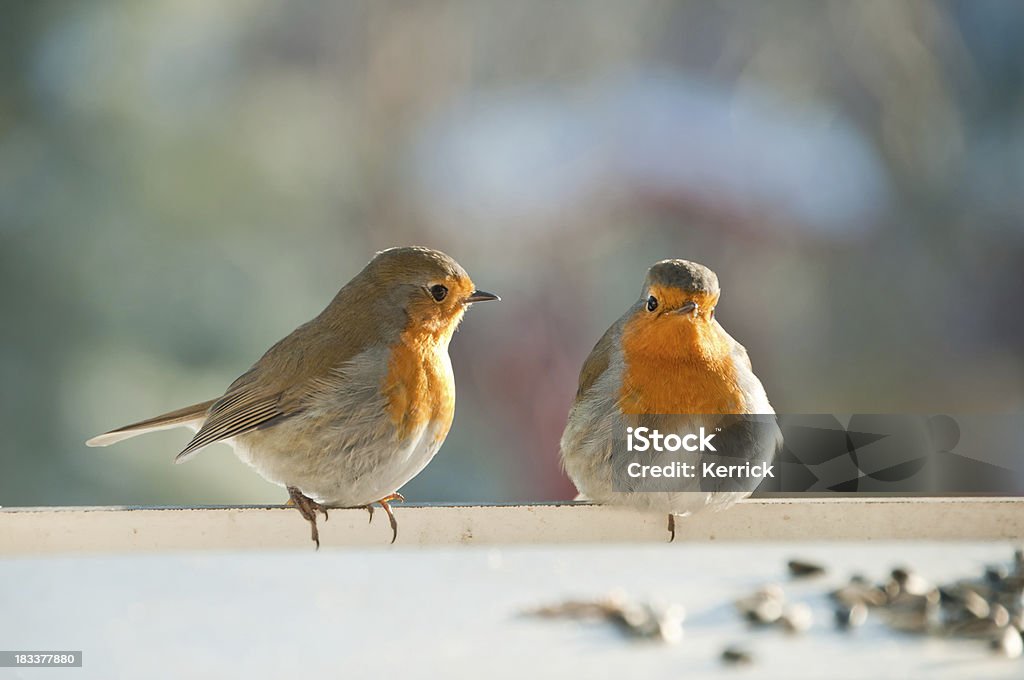 Zwei flauschige robin auf Balkon im winter - Lizenzfrei Zwei Tiere Stock-Foto