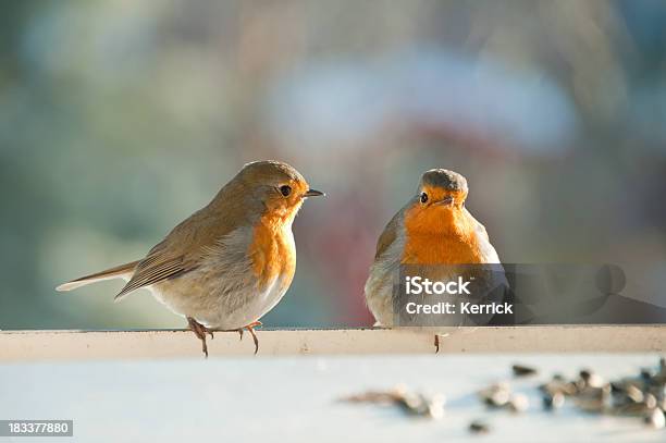 Zwei Flauschige Robin Auf Balkon Im Winter Stockfoto und mehr Bilder von Zwei Tiere - Zwei Tiere, Vogel, Rotkehlchen