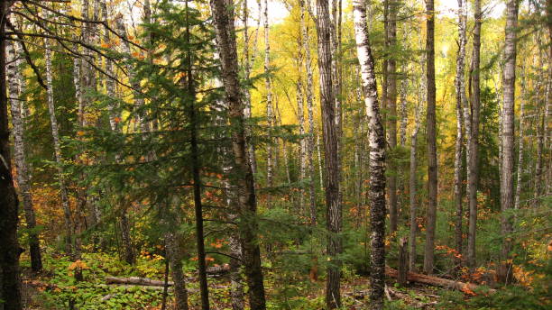 istock Gorgeous Autumn Colors, Northern Minnesota 1833779486