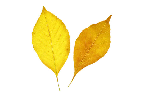 istock yellow autumn leaf isolated on white background 1833779502