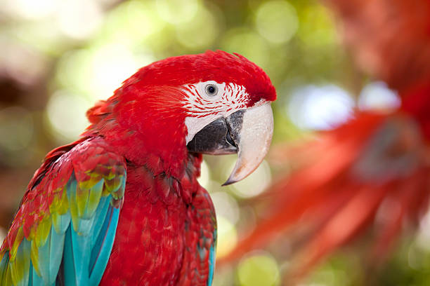 parrot ara likes to be photographed