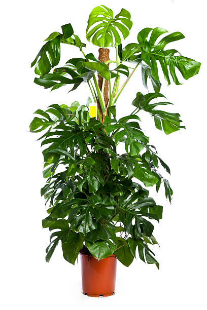 Delicious monstera stock photo