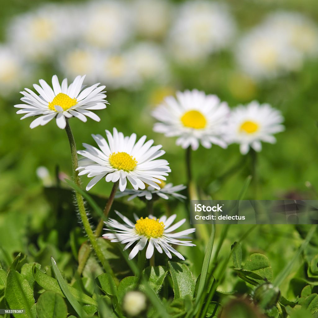 Daisy - - Lizenzfrei Blume Stock-Foto