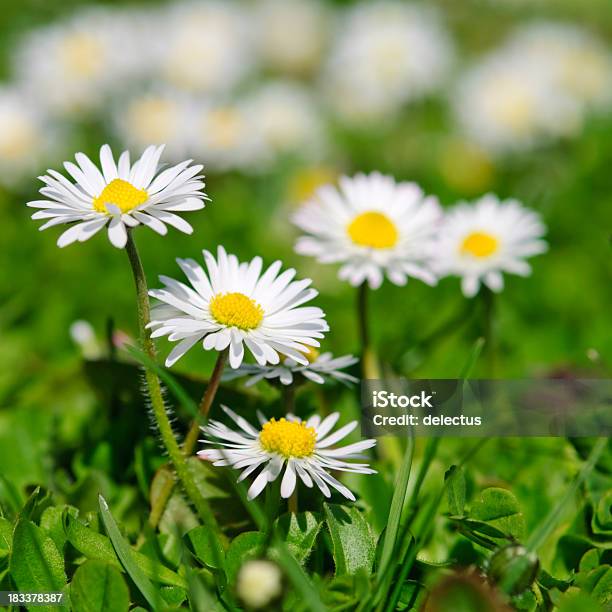 Daisy Stockfoto und mehr Bilder von Blume - Blume, Fotografie, Frühling