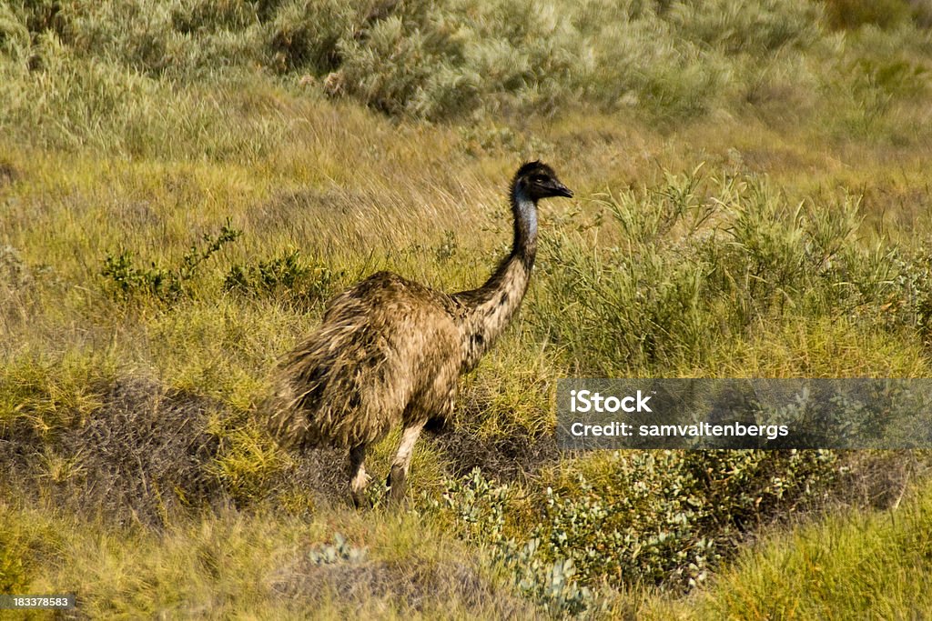 Exmouth Emu - Zbiór zdjęć royalty-free (Emu)