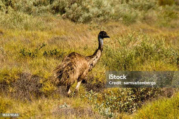 Exmouth Emu - zdjęcia stockowe i więcej obrazów Emu - Emu, Skrzydło zwierzęcia, Australazja