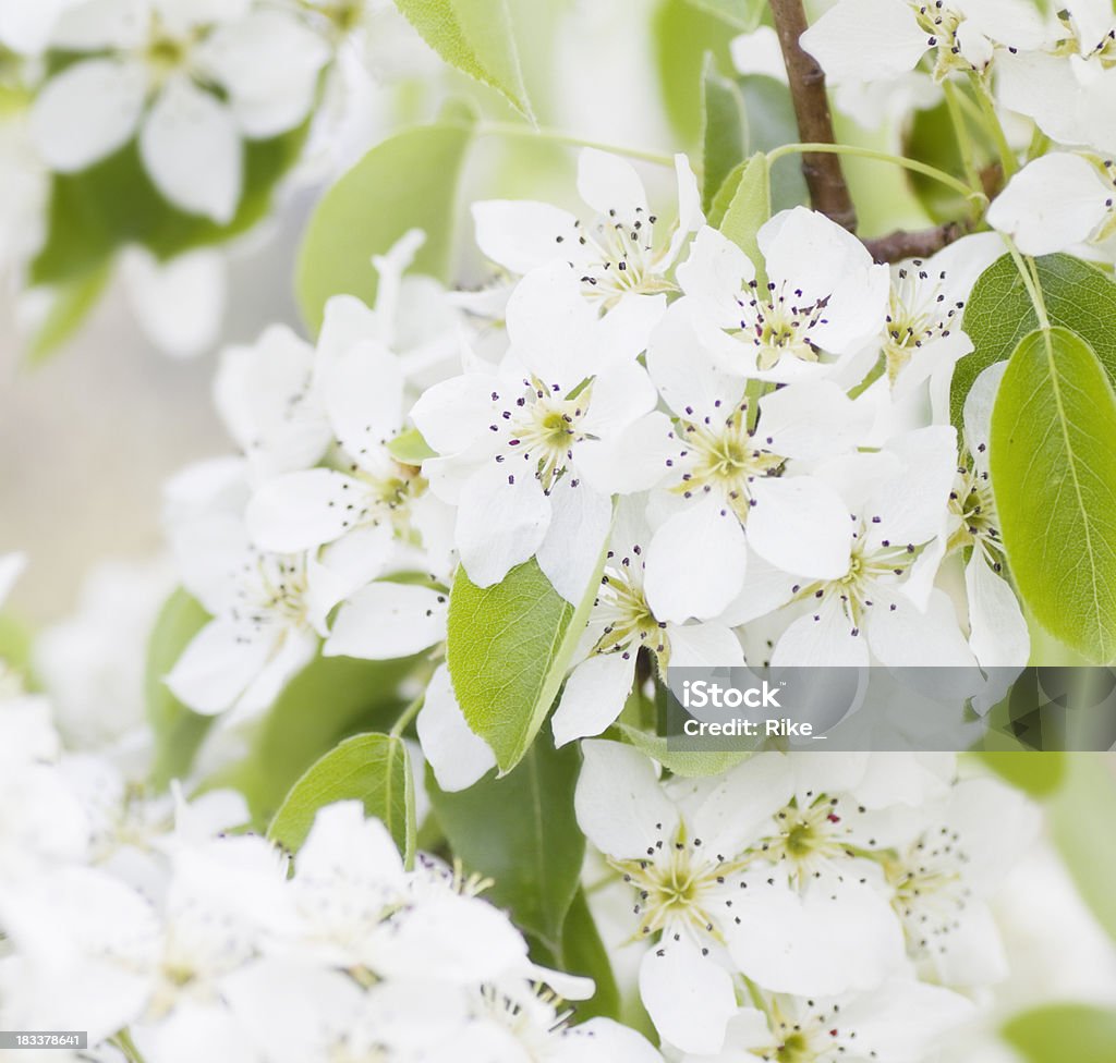 Pera flores na primavera - Foto de stock de Brilhante - Luminosidade royalty-free