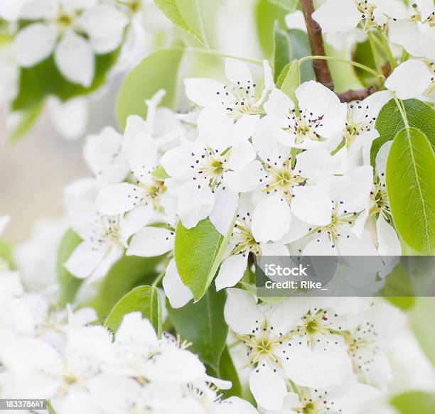 Foto de Pera Flores Na Primavera e mais fotos de stock de Brilhante - Luminosidade - Brilhante - Luminosidade, Cabeça da flor, Cor Vibrante