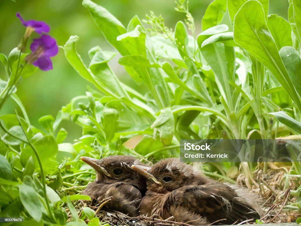 Süße blackbird Babys – 12 Tage - Lizenzfrei Amsel Stock-Foto