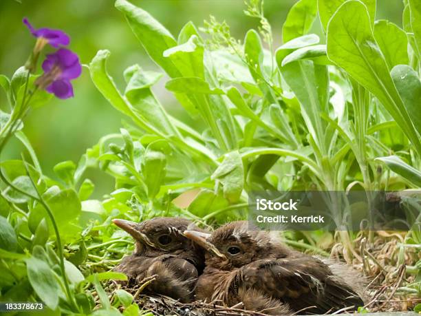 Süße Blackbird Babys 12 Tage Stockfoto und mehr Bilder von Amsel - Amsel, Blatt - Pflanzenbestandteile, Extreme Nahaufnahme