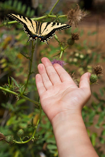 Child's hand reaching out to a butterfly. stock photo