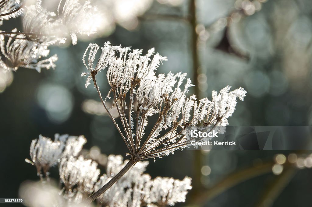 Schafgarbe im winter frost - Lizenzfrei Schafgarbe Stock-Foto