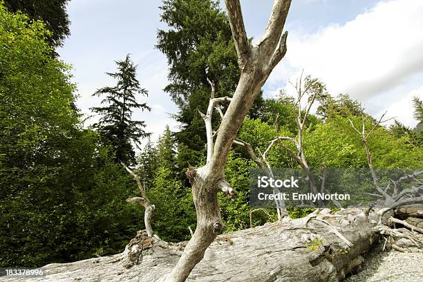 Árvore Caída - Fotografias de stock e mais imagens de Ao Ar Livre - Ao Ar Livre, Canadá, Colúmbia Britânica