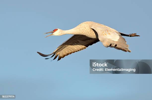 Канадский Журавль In Flight — стоковые фотографии и другие картинки Bosque del Apache National Wildlife Reserve - Bosque del Apache National Wildlife Reserve, Без людей, В полный рост