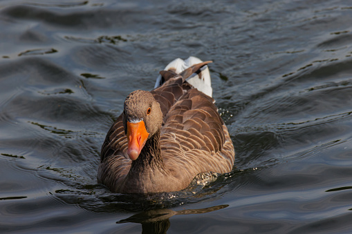 Portrait of Greylag goose swimming in lake