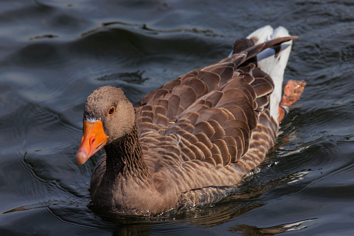 Portrait of Greylag goose swimming in lake