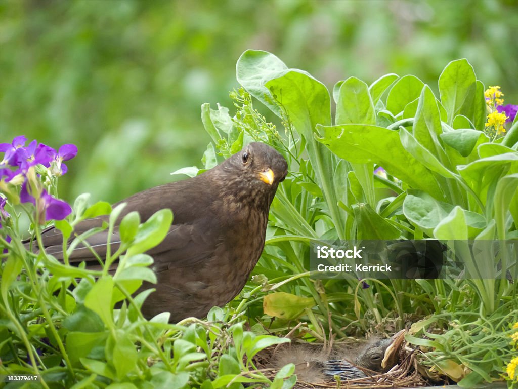 Weibliche blackbird (Turdus merula) in Ihrem nest - Lizenzfrei Amsel Stock-Foto