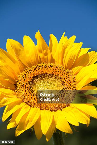 Bellissimo Fiore Contro Blu Cielo - Fotografie stock e altre immagini di Agricoltura - Agricoltura, Bellezza naturale, Blu