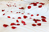 Bed full of scattered bold red rose petals