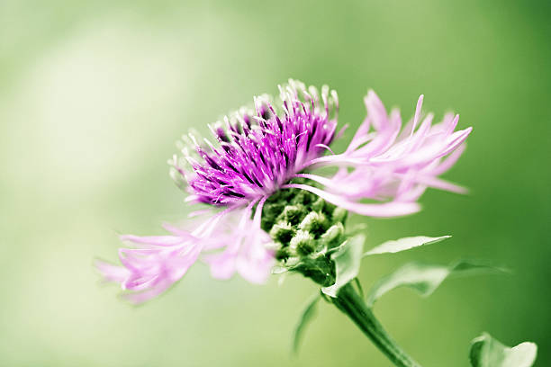 Wildflower macro stock photo