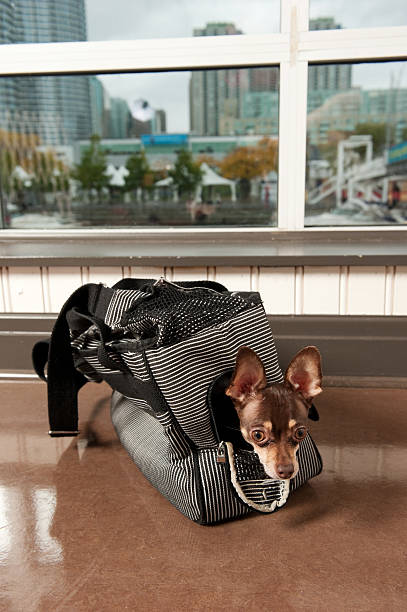 istock Chihuahua hiding in a pet purse 183379925