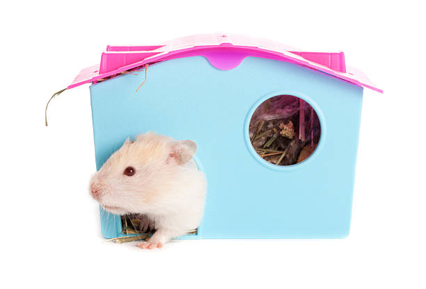 istock Hamster coming out of house 183380031