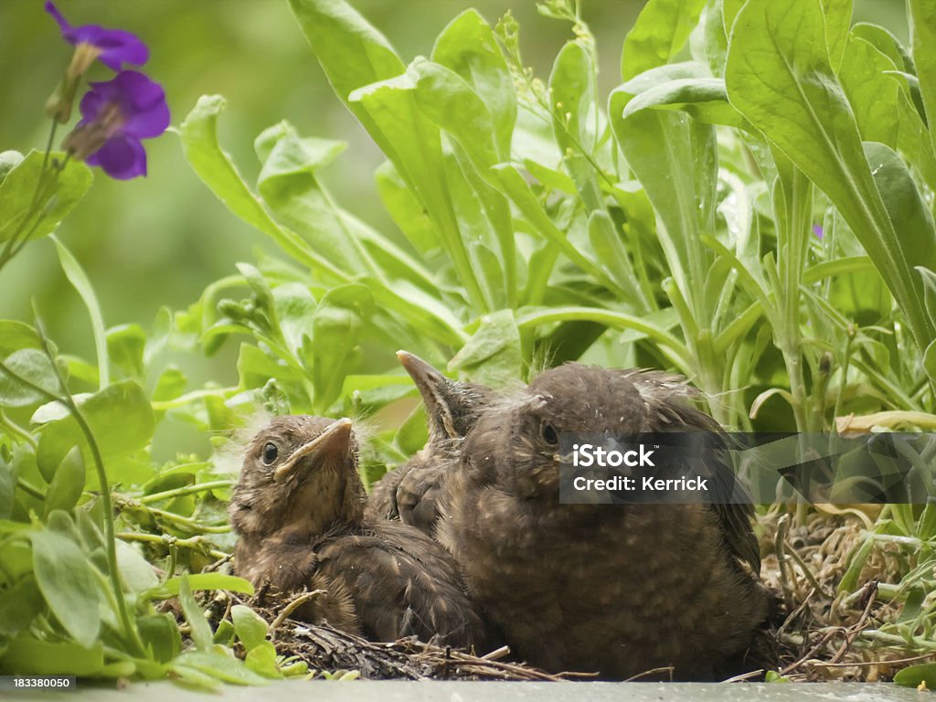 12 Tage Blackbird Babys - Lizenzfrei Amsel Stock-Foto