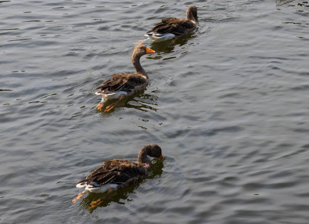 Portrait of Greylag geese swimming  in unison in a lake